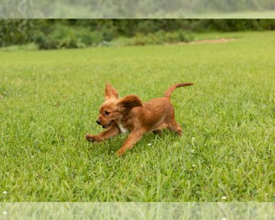 Bella - Cavalier King Charles Spaniel Female Puppy for Sale