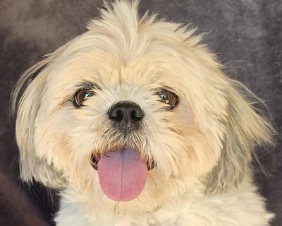 Talented Lil Mr Tiki Taki ~ SMART, Easy Going, Playful 12 lb 2y Sweet Shih Tzu = WOW !!! Loving, calm, quiet, gentle, intelligent, cuddly, house trained, crate trained, good with children, laid back, fun, well socialized, comfy with cats, GREAT with other dogs, affectionate, good on leash, loves to snuggle, friendly, playful, well mannered house dog, FUN, eager to please, learns quickly, loves ...