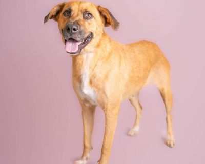 Rosie - Labrador Retriever & Shepherd Mix Female Dog for Adoption