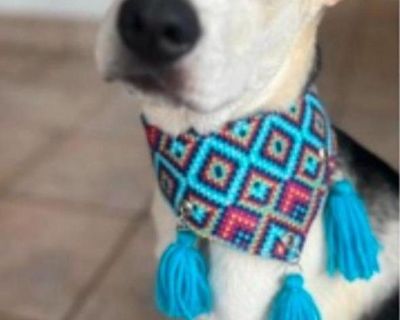 Meet Chente Currently thriving in foster care in San Diego, CA! This 1.5-year-old, 45 lb sweetheart is ready to finally find the loving home he deserves. As a tiny puppy, Chente was run over by a car and left on the streets of Mexico -- but an incredible woman refused to give up on him. She rushed him to the vet, cared for him through his recovery, and helped him grow into the strong, resilient...