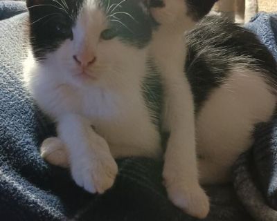 Free kittens 10 weeks old, last two...Craig and Peanut. They're the best brothers and I would like them to go to the same place
