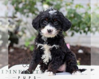 Josie - Female Bernedoodle (Miniature) Puppy for Sale