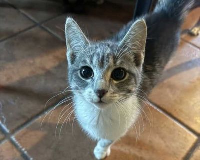 Child. Gray, blue or silver tabby. You can fill out an adoption application online on our official website. Online Adoption Application