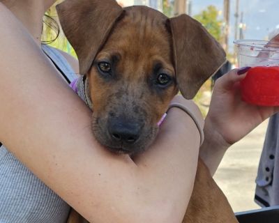 Maple is a sweet little girl with lots of personality and spunk. She spends her days playing with her toys and napping with a few snacks mixed in. She is always happy and loves everyone. She makes friends everywhere she goes. If you cant live without Maple please reach out.. Out-of-town pets are cared for by non-local organizations who can make arrangements for the pet to be transported to your...
