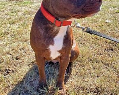 Finley - Pit Bull Terrier Male Dog for Adoption