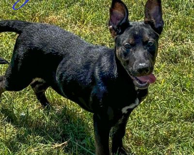 Gideon - Shepherd & American Bully Mix Male Puppy for Adoption