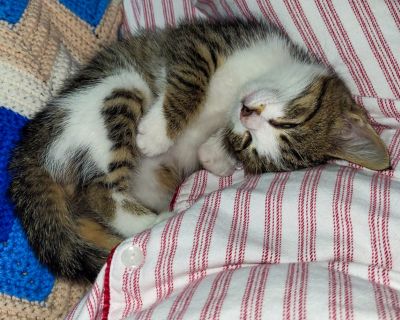 Pixie - Domestic Short Hair Mix Male Cat for Adoption