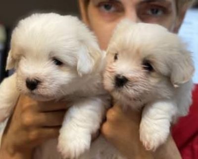 2 Male Coton de Tulear Puppies for Sale