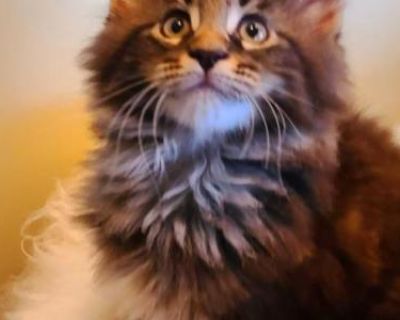 Tom - Maine Coon Female Kitten For Sale