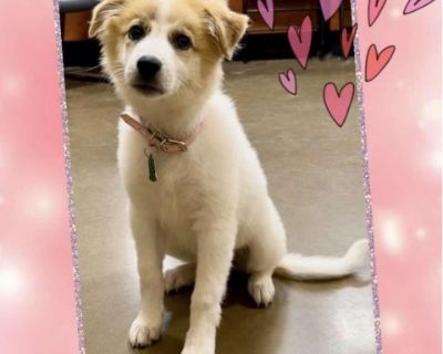 Sugar Bunny (Dallas) - Australian Shepherd Female Puppy for Adoption