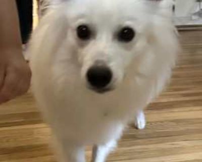 Butter of ST Paul MN - American Eskimo Dog Male Dog for Adoption