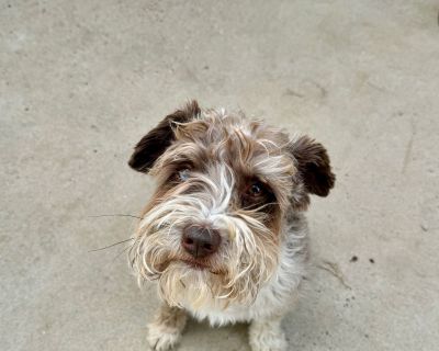 Patrick - Schnauzer Male Dog for Adoption