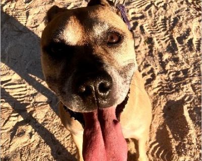 Dee - Female Puppy Black Mouth Cur mix for Adoption