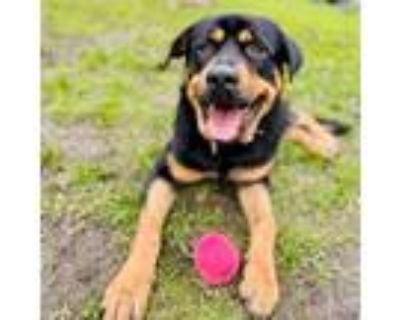 Adopt Zuko (ID# 55945) a Rottweiler