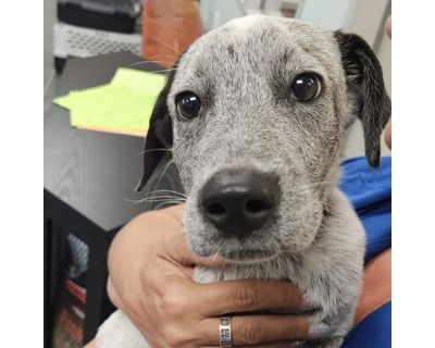 Humphrey - Australian Cattle Dog Male Puppy for Adoption