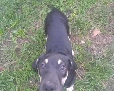 Puppy