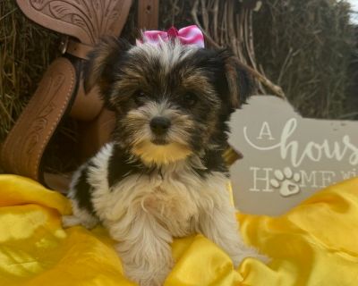 TOOTSIE - Yorkshire Terrier Female Adult Dog for Sale