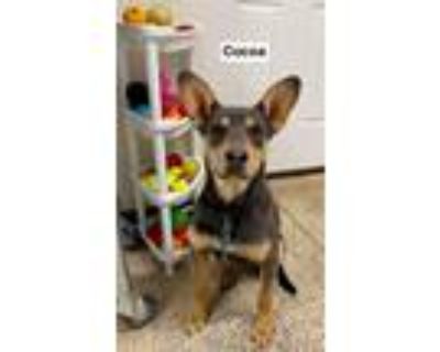 Adopt Cocoa a German Shepherd Dog / Mixed dog in St. George, UT (33712775)