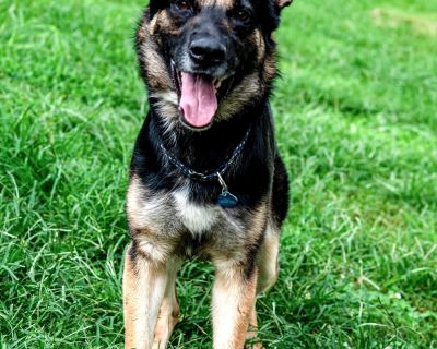 Desmond - German Shepherd Dog Male Dog for Adoption