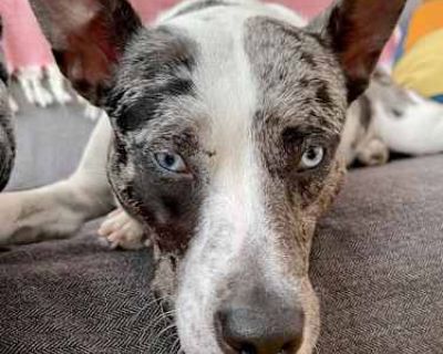 TRIXIE (COURTESY POST) - Australian Shepherd Female Dog for Adoption