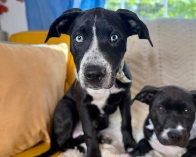 This cutie is Sissie Jane. She is currently 5 months old. We think they may be a Pitbull/ Labrador Retriever mix, but with rescue it s a guess! What matters most is that they are adorable and are one the MOST desperate in the entire US based on statistics for where this puppy is from. Shelters in this area are having to euthanize puppies. So, this puppy needs you! If you choose a puppy from us,...