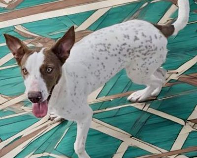 Hazelnut - Pointer/Pit Bull Terrier Mix Female Puppy for Adoption