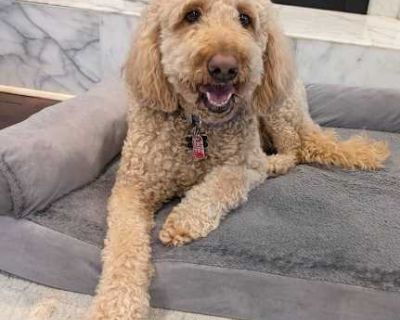 Mango - Goldendoodle Female Dog for Adoption