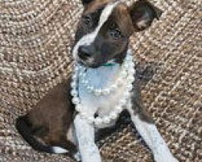 Jane Eyre - American Pit Bull Terrier Female Puppy for Adoption