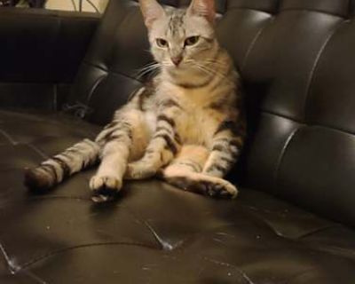 Malibue - Bengal Female Cat for Adoption