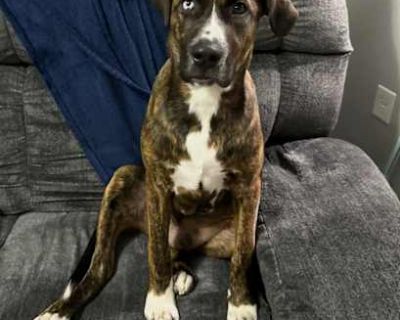 Omar - American Pit Bull Terrier/Catahoula Leopard Dog Mix Male Puppy for Adoption
