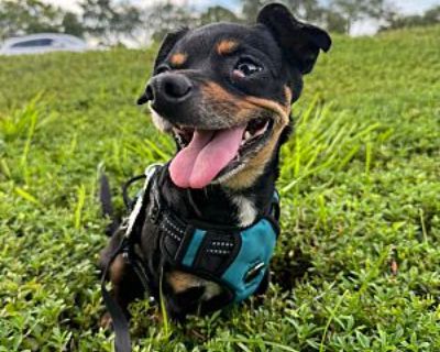 Sidney - Miniature Pinscher/Chihuahua Mix Female Dog for Adoption