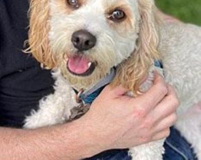 Brinkley - Bichon Frise/King Charles Spaniel Mix Male Dog for Adoption