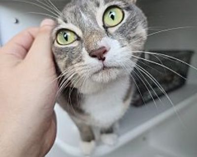 Luna - American Shorthair Female Cat for Adoption