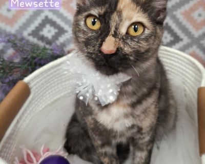 Hi! I'm Mewzette! I'm an adorably soft tortoiselle tabby girl with unique facial markings that make me stand out as an exceptional beauty! My bright gold eyes and sweet nature are sure to steal your heart I'm fun and very playful! I love to cuddle my humans after my play sessions and I enjoy spending quality time with my family I'm a great fit for pet-responsible children and friendly cats and ...
