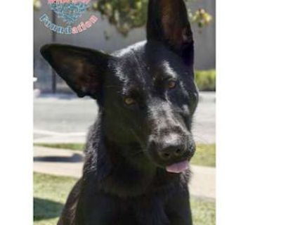 Sweet Pea - Dutch Shepherd Female Dog for Adoption