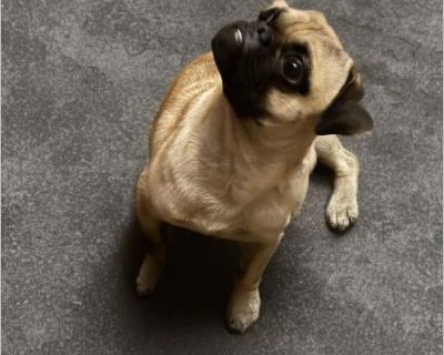 Spencer - Male Puppy Pug for Adoption