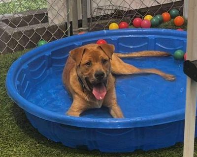 Brumley - Shepherd (Unknown Type) Male Dog for Adoption