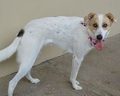 India - Great Pyrenees Female Dog for Adoption