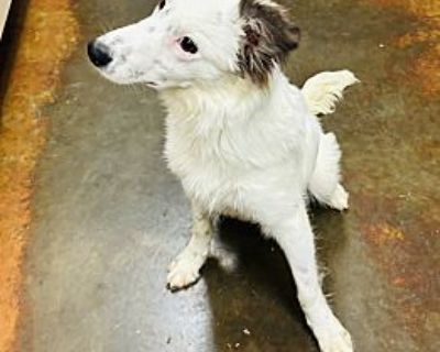 Mr snuggles - Australian Shepherd/Sheltie, Shetland Sheepdog Mix Male Dog for Adoption