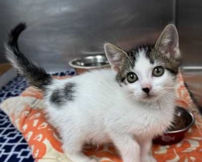 Spayed / Neutered. Breed Domestic Shorthair Color Age 2 months old, Kitten Sex Male Pet ID S2025214 Hair Length short