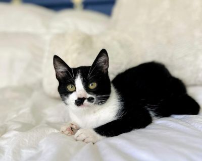 Maisy - Domestic Short Hair Mix Female Cat for Adoption