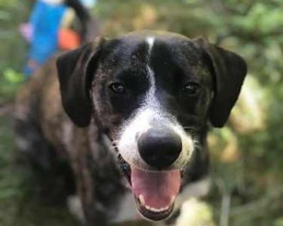 Zuki - Boxer/Hound (Unknown Type) Mix Female Dog for Adoption