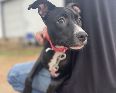 Morticia - Pit Bull Terrier Mix Female Puppy for Adoption