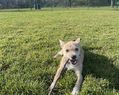 Mila Mae - Chihuahua/Shih Tzu Mix Female Puppy for Adoption