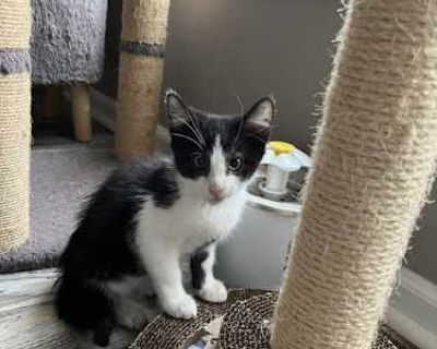 If you'd like to meet this cat or think this cat would be a good match for your family, please complete our adoption questionnaire at http://www.trentoncats.org/adoption-questionnaire/ and let your references know someone will be contacting them soon. All our cats are neutered, up to date on age-appropriate vaccinations, dewormed and flea-treated, tested for FIV/FeLV, and microchipped prior to ...