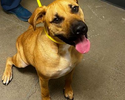 Young. Brown/chocolate. Louie is a gentle 9-month-old pitbull mix with the softest heart and sweetest soul. He may be a little shy at first, but with a bit of patience and love, you ll quickly see his playful and affectionate side shine through. Once he feels comfortable, Louie loves nothing more than a good game of fetch playing ball is his absolute favorite!