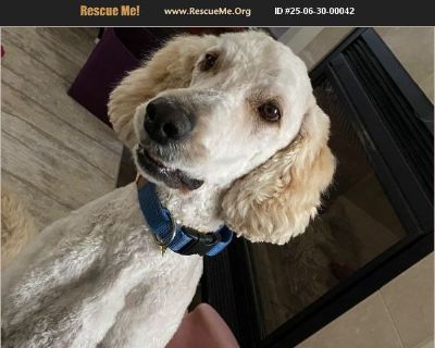 Tori - Female Puppy Poodle / Golden Retriever for Adoption