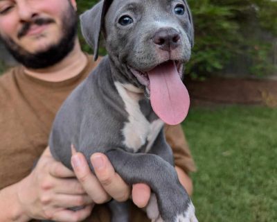 Betty - American Bulldog Mix Female Puppy for Adoption