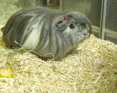 Hemp Bedding is an Ideal Litter for All Kinds of Pets. Aubiose Hemp Bedding Hunterdon, NY is the Cleanest, Most Absorbent Animal Bedding on Earth. Virtually Dust Free, Naturally Antibacterial. Less Labor Easy to Use.