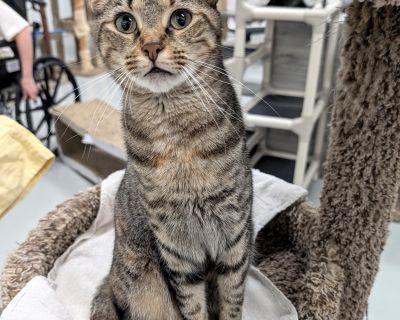 Meet Jack: Your New Furry Friend! Are you looking for a playful, affectionate companion to brighten your days? Look no further than Jack! This beautiful caramel-colored tabby is as sweet as they come. Jack is not just a pretty face; he s a bundle of joy who loves to play and snuggle. Jack does best with another kitten to keep him company, so if you have another furry friend at home or are consi...